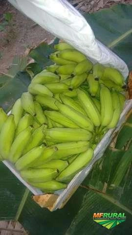 Banana Prata e Caturra Imagem Banana Prata e Caturra