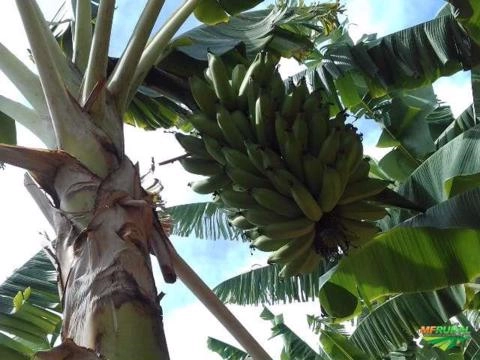 Imagem Banana Prata e Caturra Imagem Banana Prata e Caturra