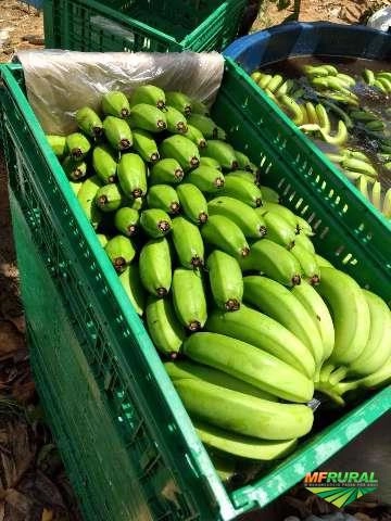 Imagem Banana Prata e Caturra Imagem Banana Prata e Caturra