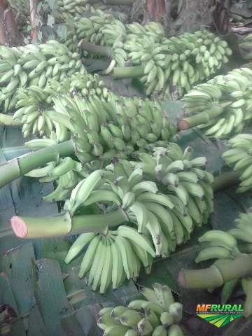 Imagem Banana Prata e Caturra Imagem Banana Prata e Caturra