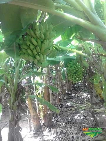 Imagem Banana Prata e Caturra Imagem Banana Prata e Caturra