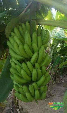 Imagem Banana Prata e Caturra Imagem Banana Prata e Caturra