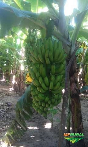 Imagem Banana Prata e Caturra Imagem Banana Prata e Caturra