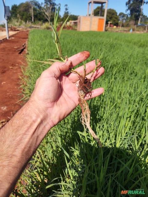 Imagem Mudas Tifton 85 Imagem Mudas Tifton 85