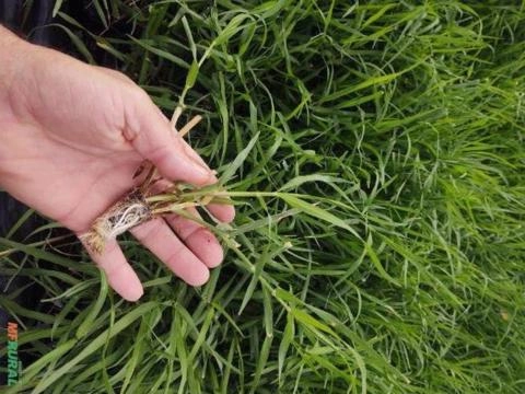 Mudas Tifton 85 Imagem Mudas Tifton 85