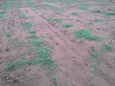 Imagem Mudas Tifton 85 Imagem Mudas Tifton 85