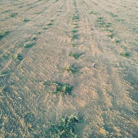 Imagem Mudas Tifton 85 Imagem Mudas Tifton 85