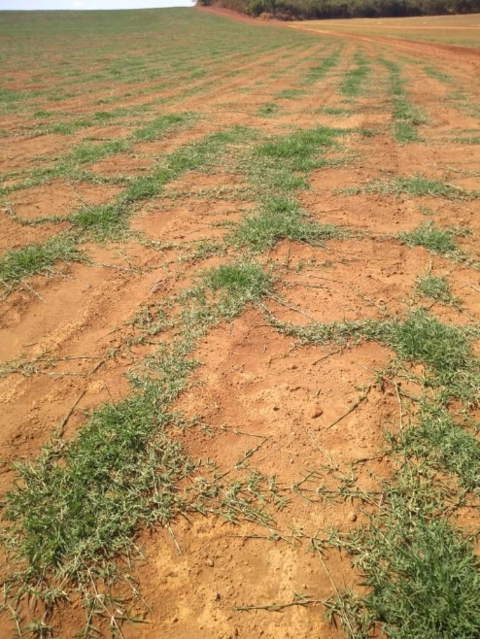 Imagem Mudas Tifton 85 Imagem Mudas Tifton 85