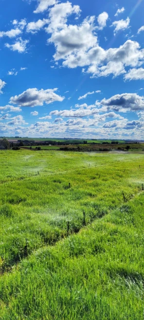 Imagem Mudas Tifton 85 Imagem Mudas Tifton 85