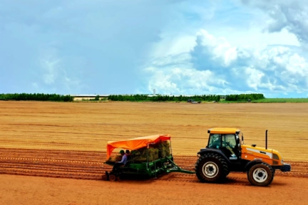 Serviço de Plantio Imagem Serviço de Plantio