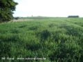 Mudas em Ramas de Tifton 85 Imagem Mudas em Ramas de Tifton 85