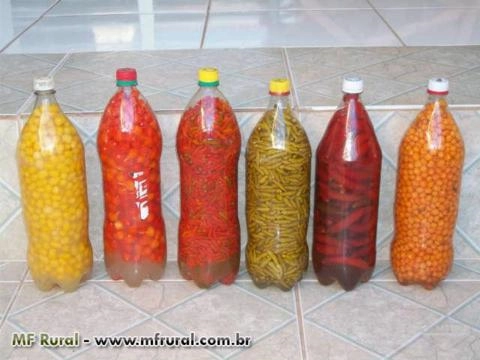 Pimentas em Conserva Imagem Pimentas em Conserva
