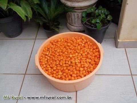 Imagem Pimentas em Conserva Imagem Pimentas em Conserva