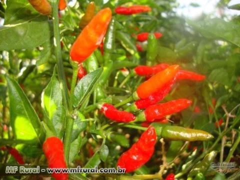 Imagem Pimentas em Conserva Imagem Pimentas em Conserva