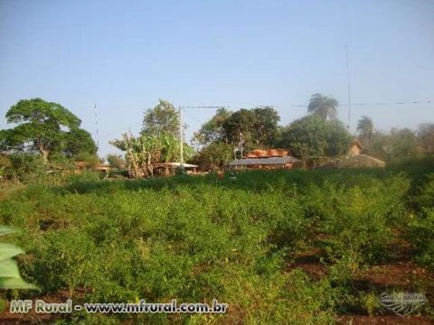 Pimentas em Conserva