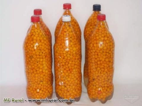 Imagem Pimentas em Conserva Imagem Pimentas em Conserva