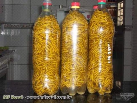 Imagem Pimentas em Conserva Imagem Pimentas em Conserva