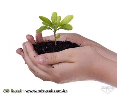 Silício Imagem Silício