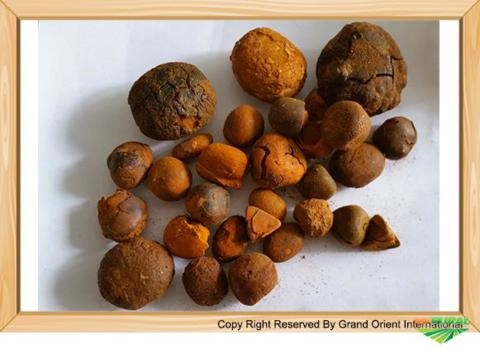 Compro Pedra de Fel Bovino Imagem Compro Pedra de Fel Bovino