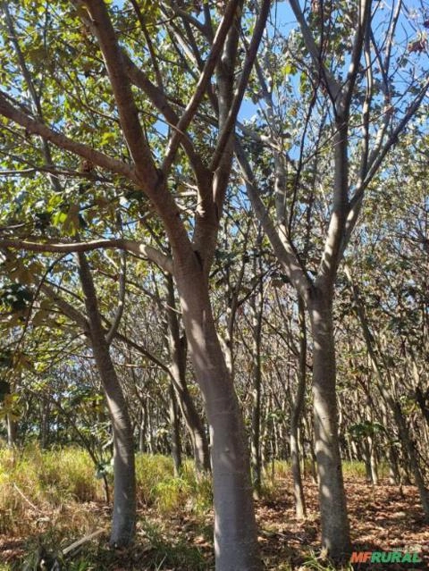Pau de Balsa – Madeira Extremamente Leve e Versátil Imagem Pau de Balsa – Madeira Extremamente Leve e Versátil