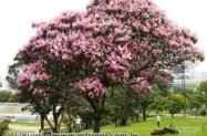 Árvores Quaresmeiras Rosa e Roxa - Tibouchina granulosa - 1,5 metros
