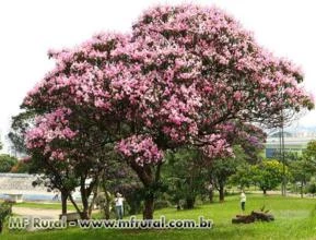 Árvores Quaresmeiras Rosa e Roxa - Tibouchina granulosa - 1,5 metros