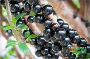 MUDA DE JABUTICABA HIBRIDA