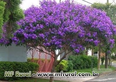 Árvores para calçada Imagem Árvores para calçada