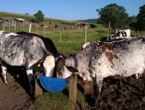 Vacas e Novilhas Girolanda