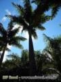 PALMEIRAS IMPERIAL, FENIX, TRIANGULAR, ARECA LOCUBA Imagem PALMEIRAS IMPERIAL, FENIX, TRIANGULAR, ARECA LOCUBA