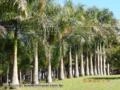 PALMEIRAS IMPERIAL, FENIX, TRIANGULAR, ARECA LOCUBA Imagem PALMEIRAS IMPERIAL, FENIX, TRIANGULAR, ARECA LOCUBA