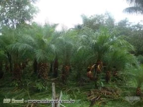 PALMEIRAS IMPERIAL, FENIX, TRIANGULAR, ARECA LOCUBA