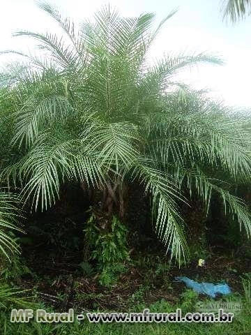 PALMEIRAS IMPERIAL, FENIX, TRIANGULAR, ARECA LOCUBA Imagem PALMEIRAS IMPERIAL, FENIX, TRIANGULAR, ARECA LOCUBA