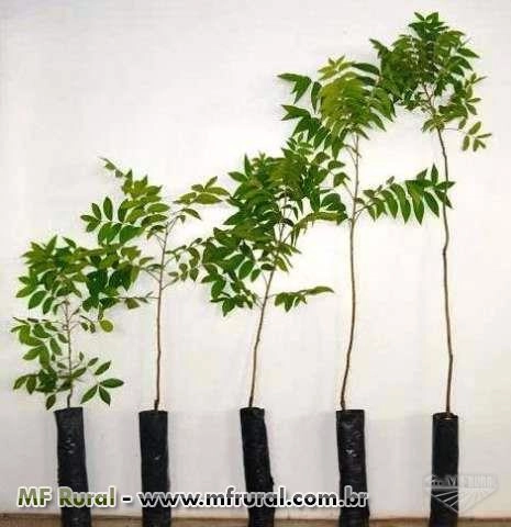 Mudas de Nogueira-pecã (pecan) Imagem Mudas de Nogueira-pecã (pecan)