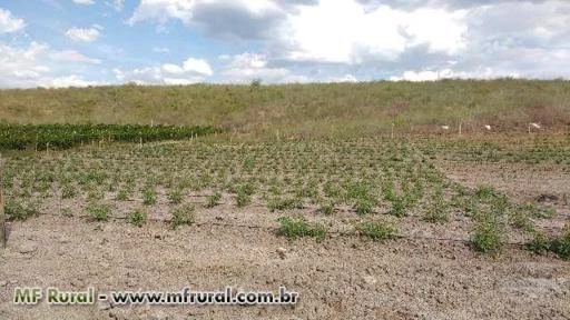 Fazenda de café e maracujá e pecuária 2 poços de água mineral