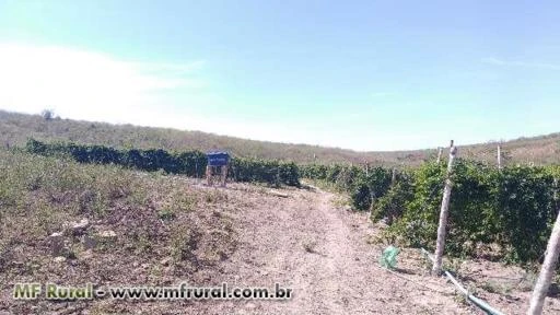 Fazenda de café e maracujá e pecuária 2 poços de água mineral