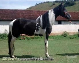 CAVALO PAMPA, MANGALARGA  MARCHADOR