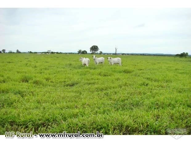 Fazenda à venda na Bahia