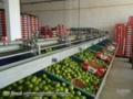 Máquinas para beneficiamento de Frutas e Legumes