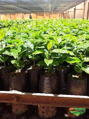 Mudas de Café Imagem Mudas de Café