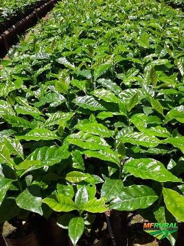 Imagem Mudas de Café Imagem Mudas de Café