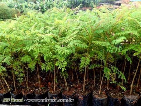 Mudas Nativas Imagem Mudas Nativas