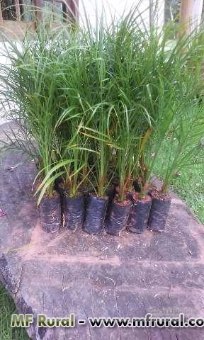 Mudas Fênix - Lindas Imagem Mudas Fênix - Lindas