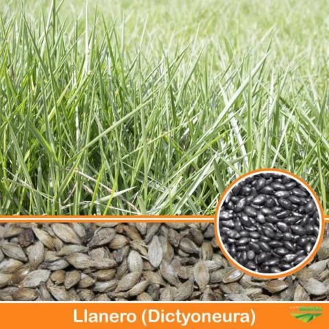 LLANERO / DICTYONEURA