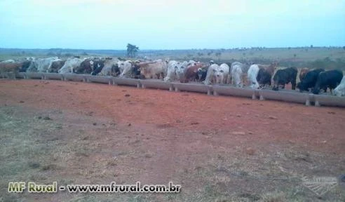 Cochos para ração