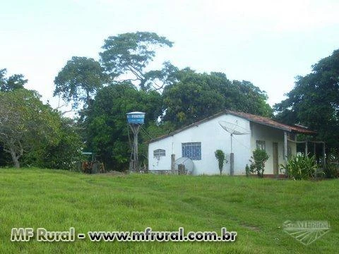 Fazenda 438 he. municipio de Poconé à 100 Km. de Cuiaba