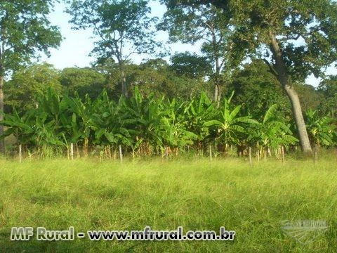 Fazenda 438 he. municipio de Poconé à 100 Km. de Cuiaba