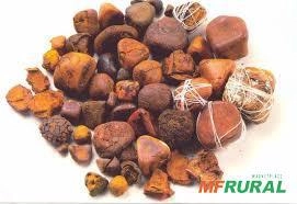 PROCURAMOS FEL BOVINO PEDRAPARA EXPORTAÇÃO Imagem PROCURAMOS FEL BOVINO PEDRAPARA EXPORTAÇÃO