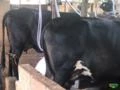 Vacas e Novilhas Leiteiras