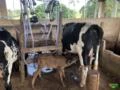Vacas e Novilhas Leiteiras